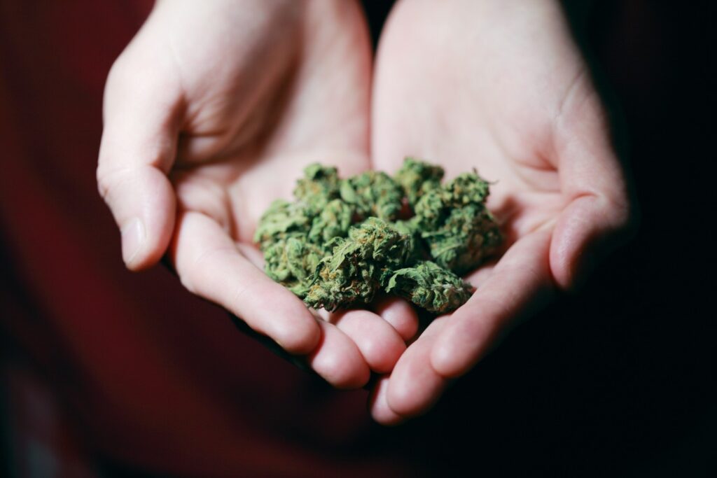 A person holding dried cannabis flowers in both hands