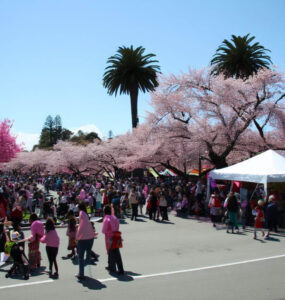 cherry blossom festival
